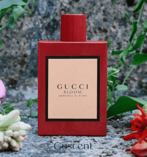 [FULLSIZE NỮ] NƯỚC HOA GUCCI BLOOM AMBROSIA DI FIORI – HƯƠNG THƠM TINH TÚY CỦA NHỮNG ĐOÁ HOA MỚI NỞ